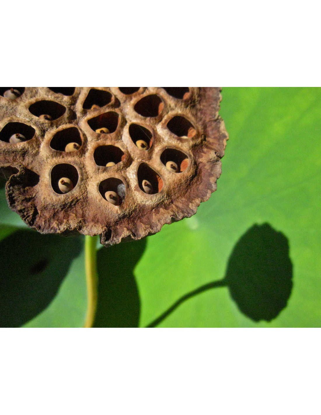 "dried lotus pods" - "50 natural, large"