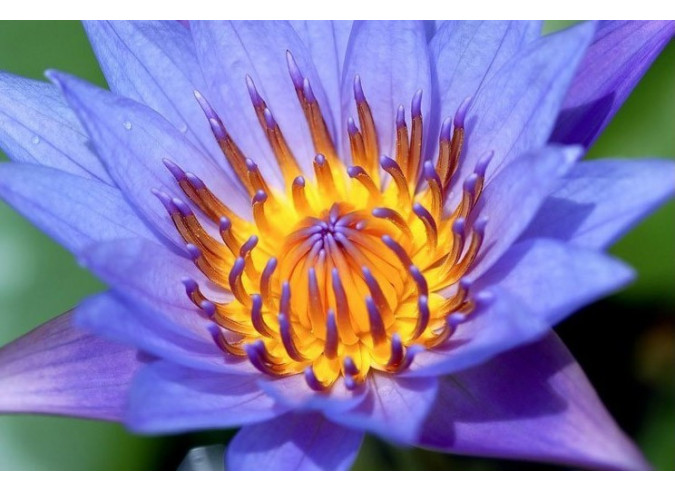 The Sacred Blue Lily of the Nile~ Blue Lotus — Honeybee Herbals