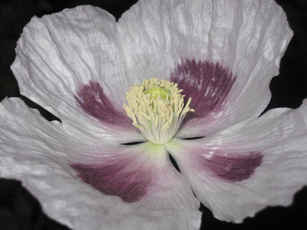 "Tasmanian Poppy"