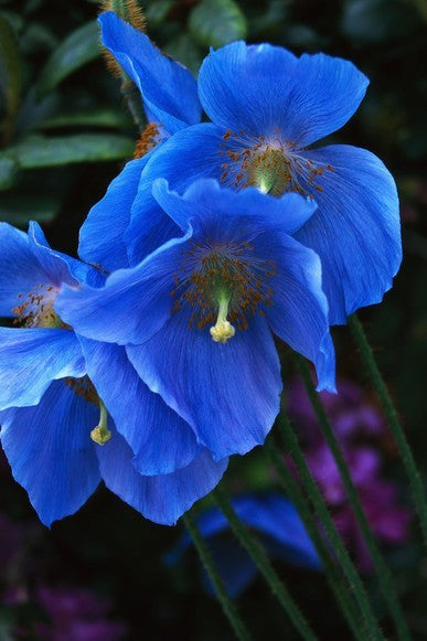 "Meconopsis Betonicifolia" 'Himalayan Blue Poppy'