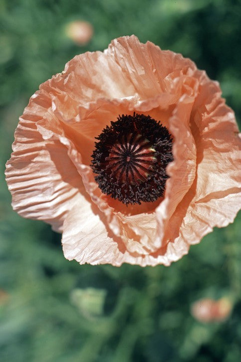 "Coral Reef" - 'Oriental Poppy Seeds'