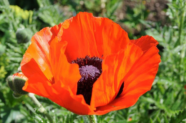 "Prince of Orange" - 'Papaver Orientale'