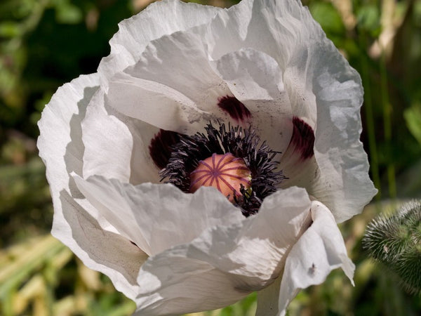 "Royal Wedding" - 'Oriental Poppy Seeds'