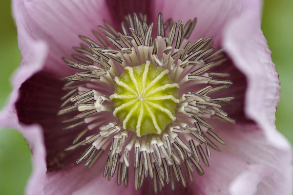 Giganteum Poppy "Royal Poppy"