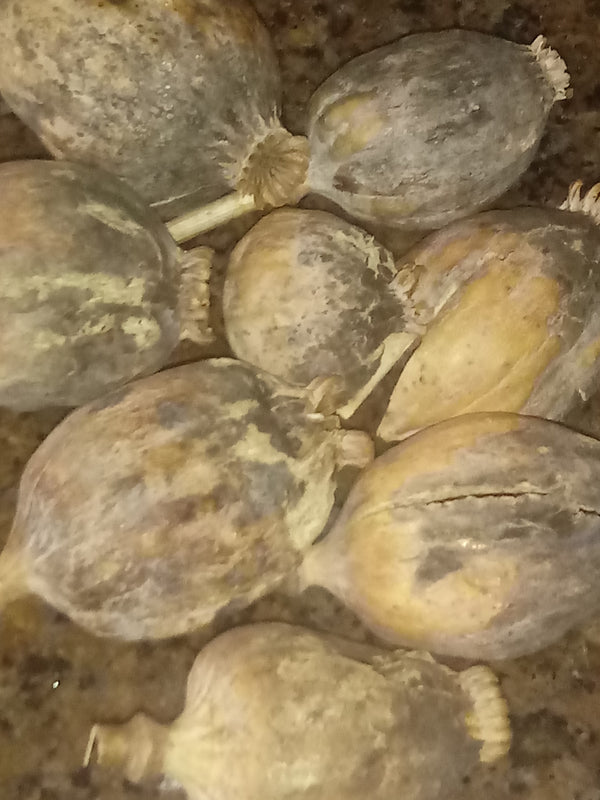 "Mission Statement" (Not For Sale) 'Superior Quality is Our Priority' We Do Not Offer Moldy Pods (As Shown in This Photo)