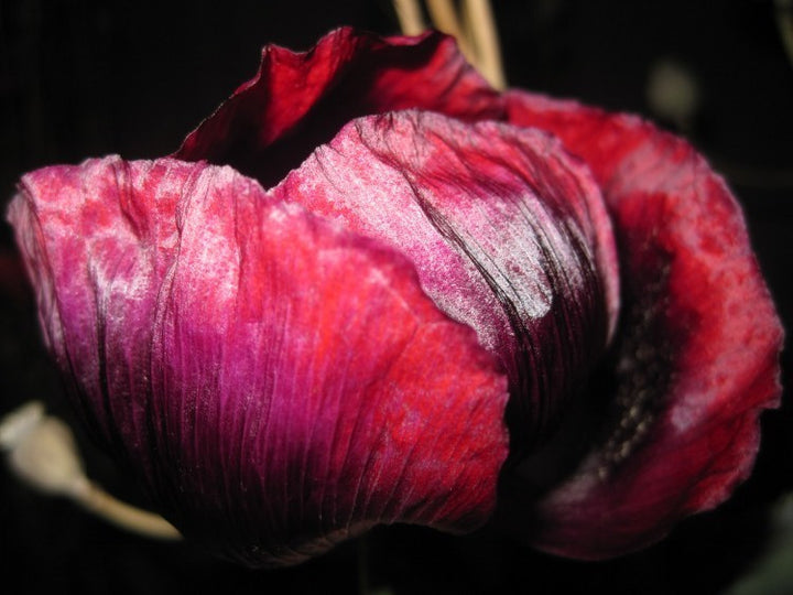 Poppy Seed Dreams Flower