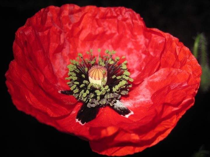 American Legion Poppy