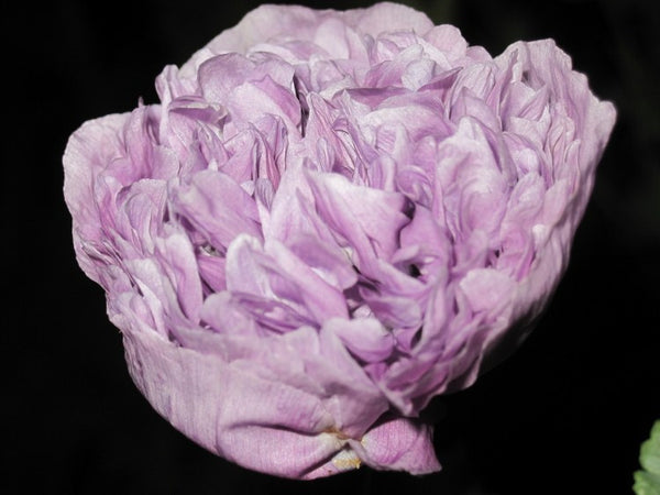 Paeony Flower, Poppy Seed Dreams