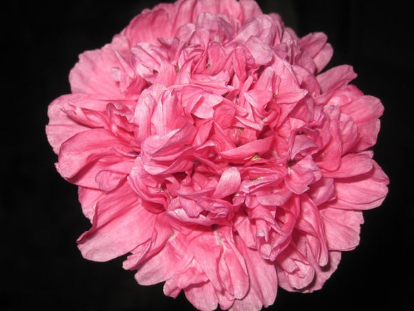 Salmon Paeony