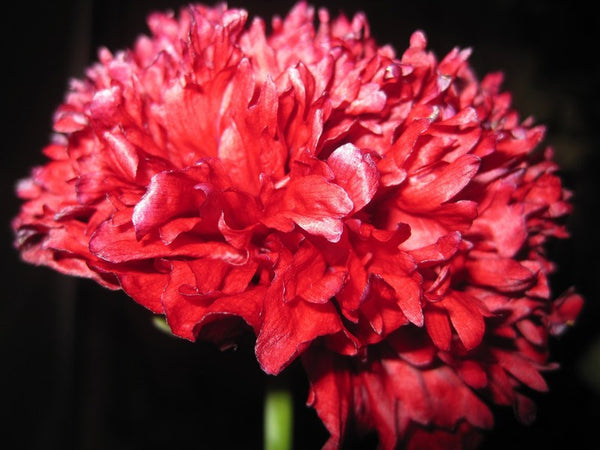 Paeony Poppy Flower